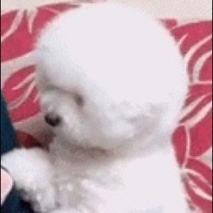 Meet your Posher, Shelly